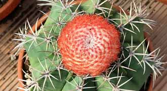 melocactus banner