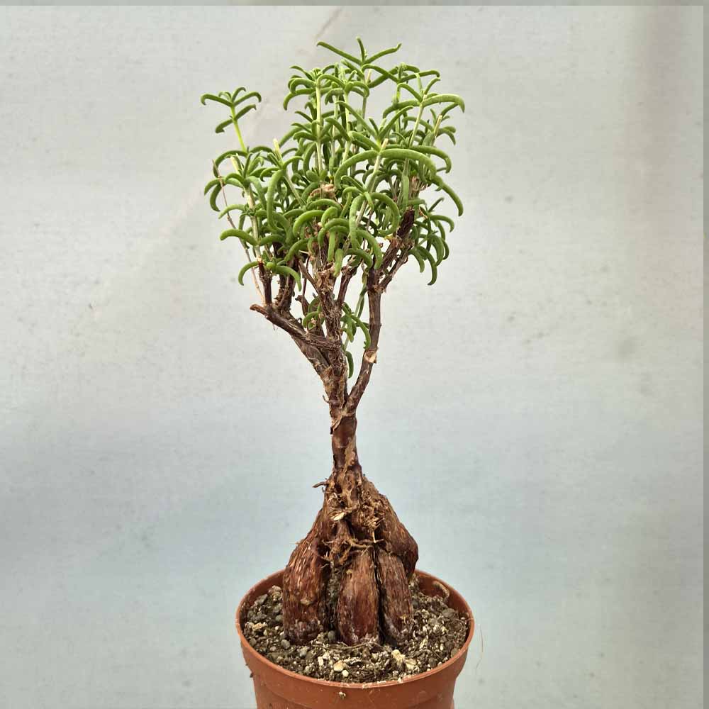 mestoklema tuberosum