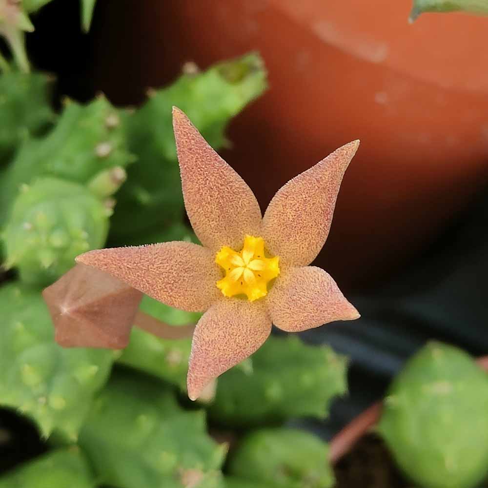 piaranthus fiore
