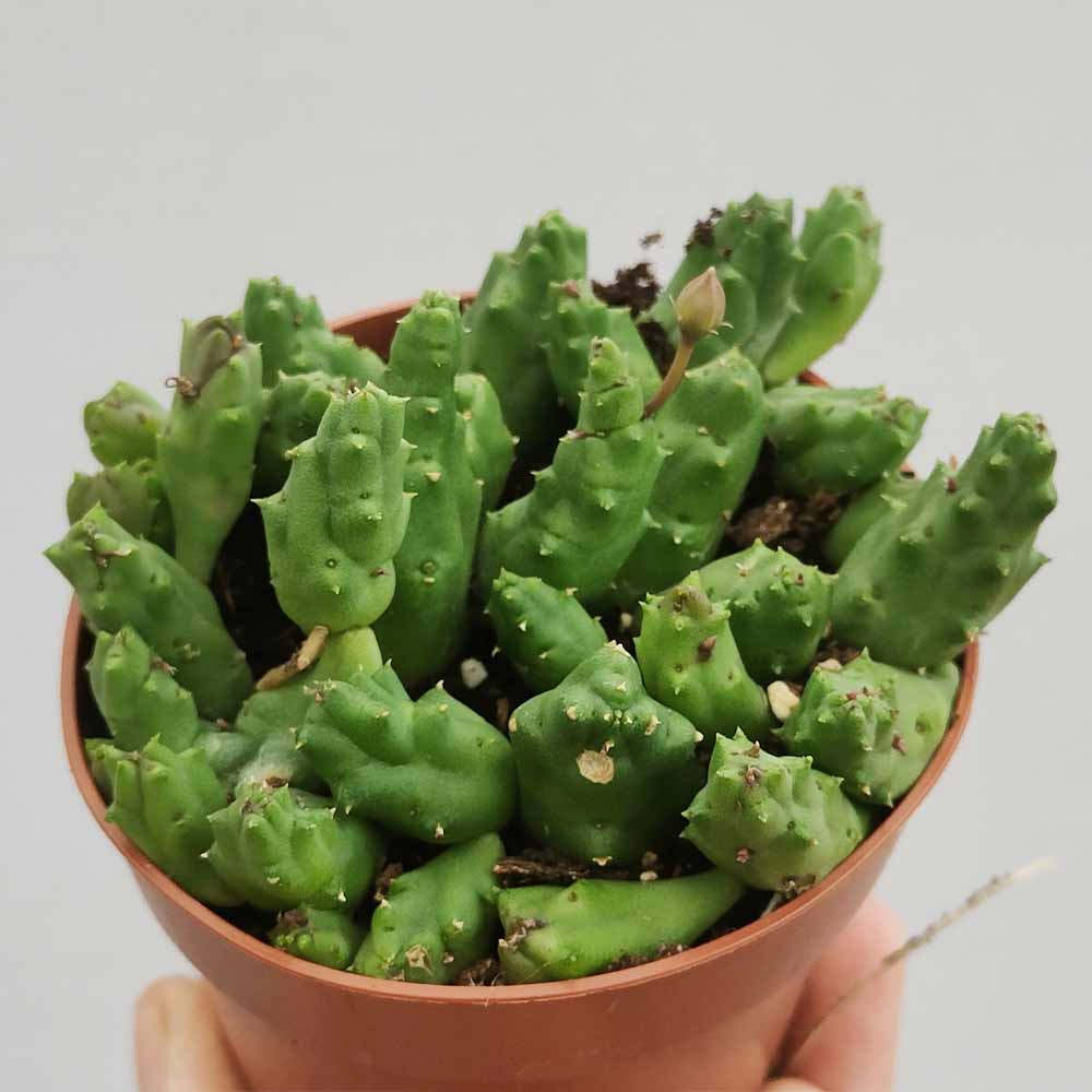 piaranthus