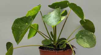 pilea banner