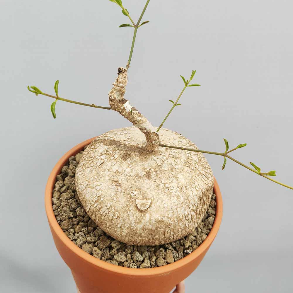 raphionacme burkei