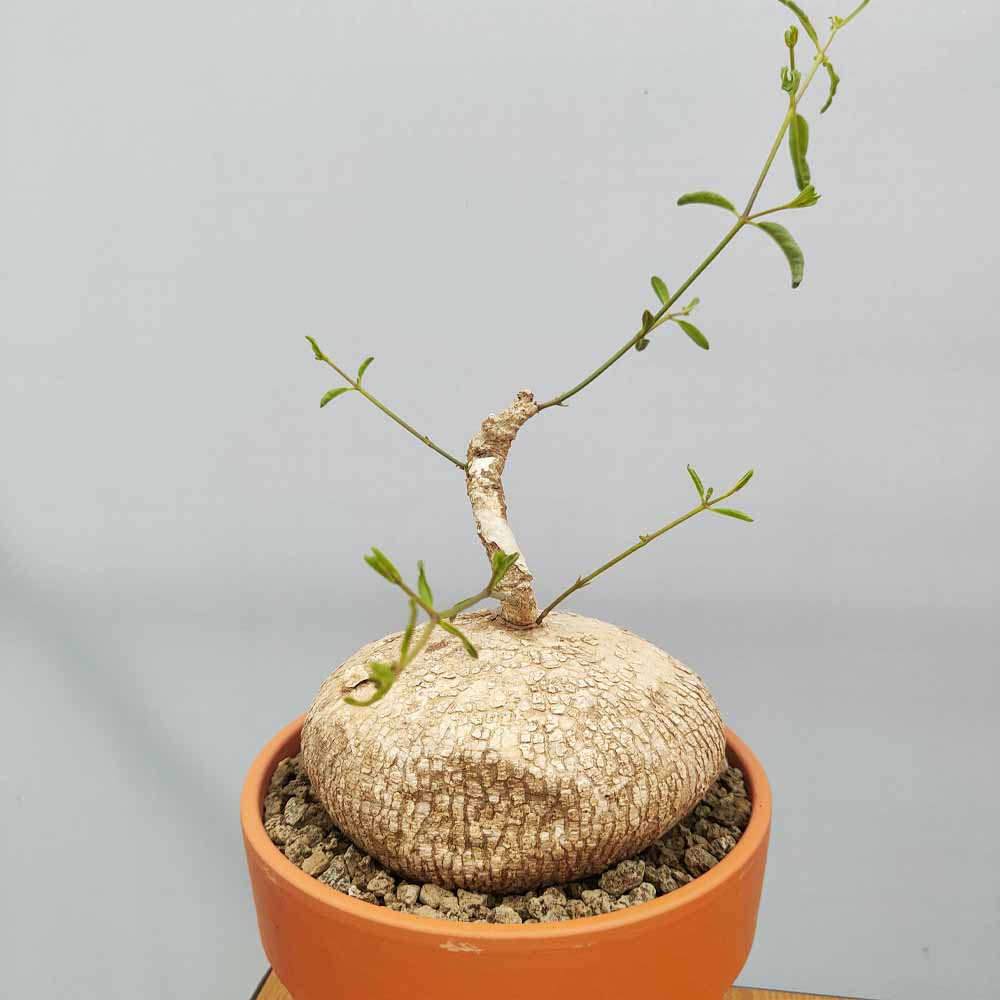 raphionacme cactus