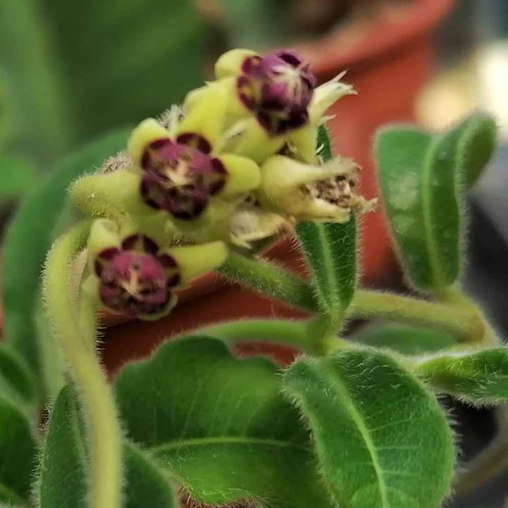 raphionacme fiore