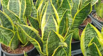 sansevieria banner