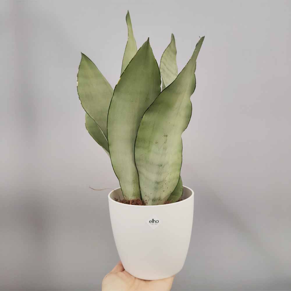 sansevieria moonshine vaso bianco