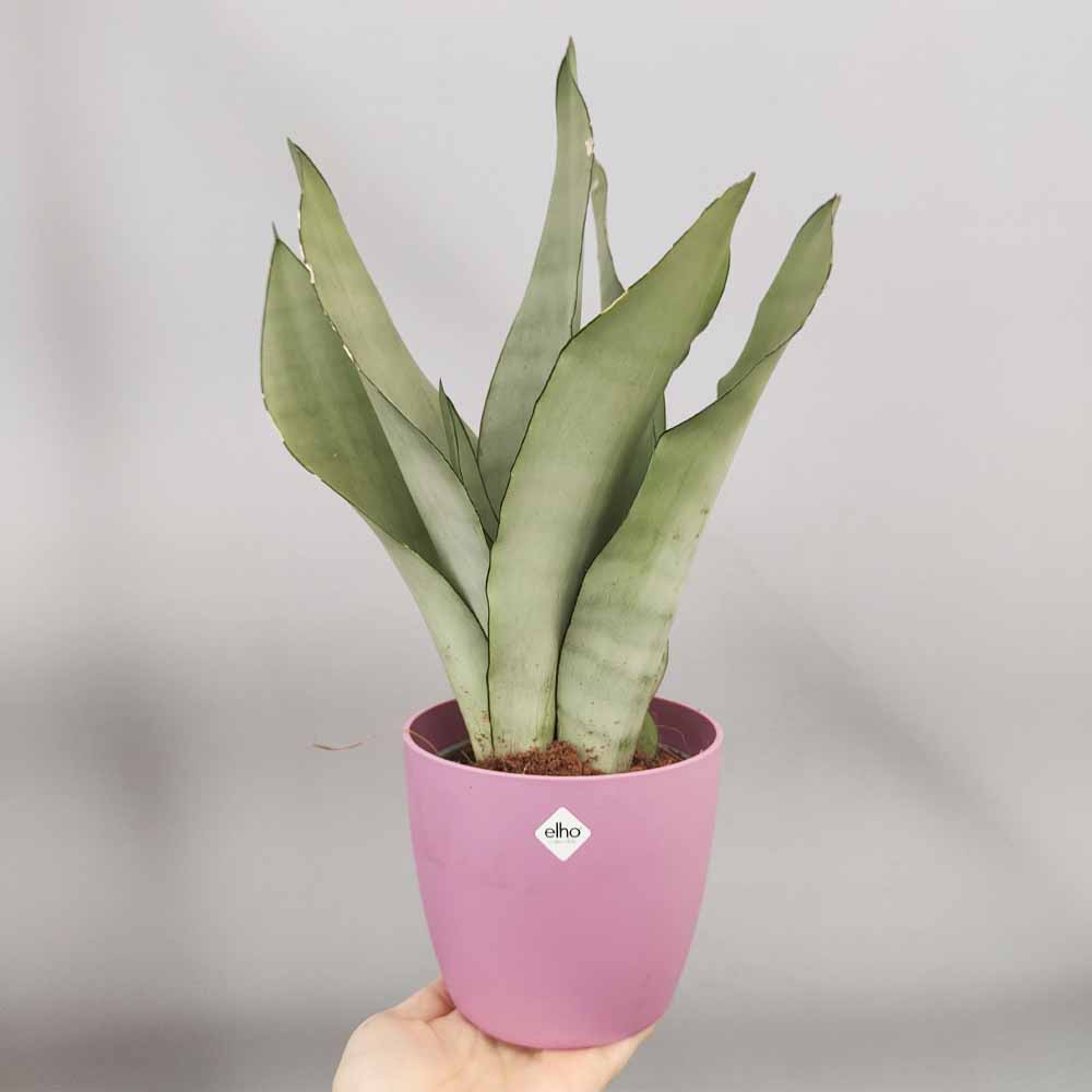 sansevieria moonshine vaso rosa