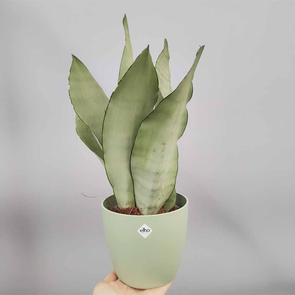 sansevieria moonshine vaso verde