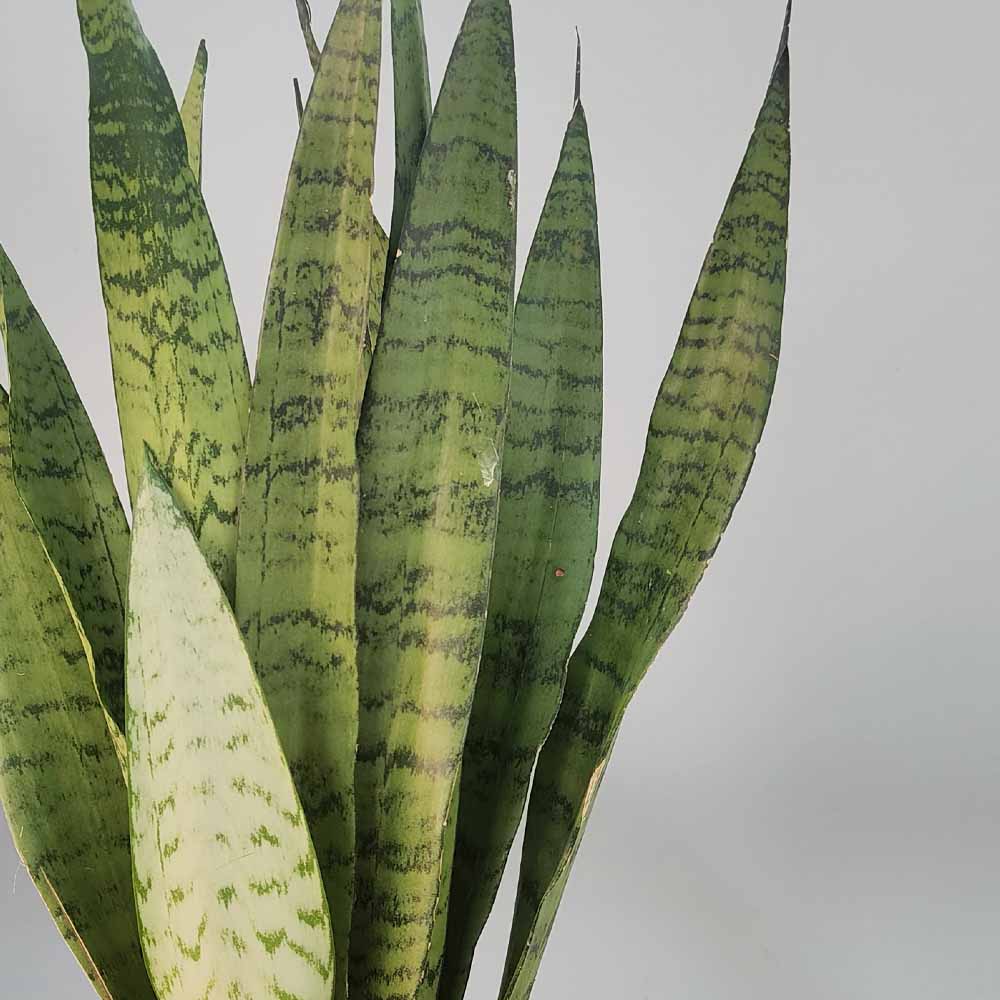 sansevieria zeylanica PIANTA