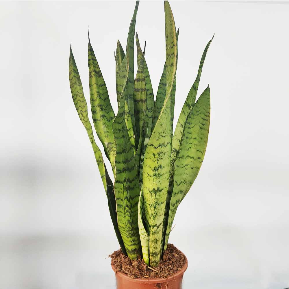 sansevieria zeylanica