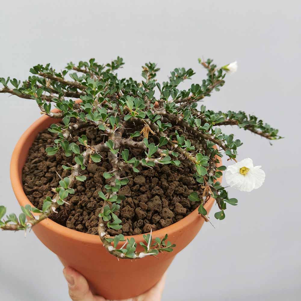 sarcocaulon vanderietiae CACTUS