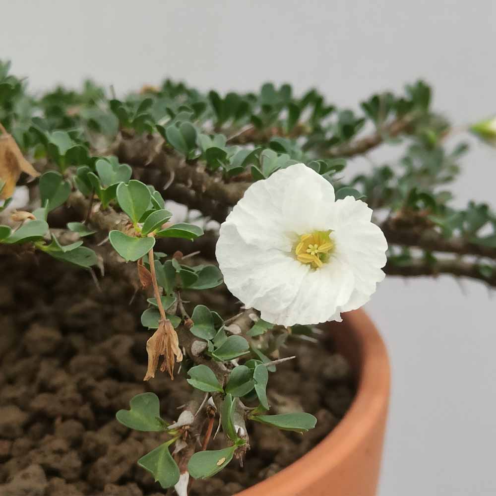 sarcocaulon vanderietiae fiore