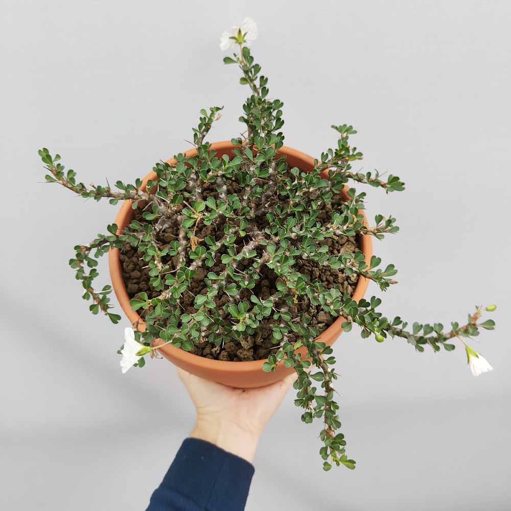 sarcocaulon vanderietiae