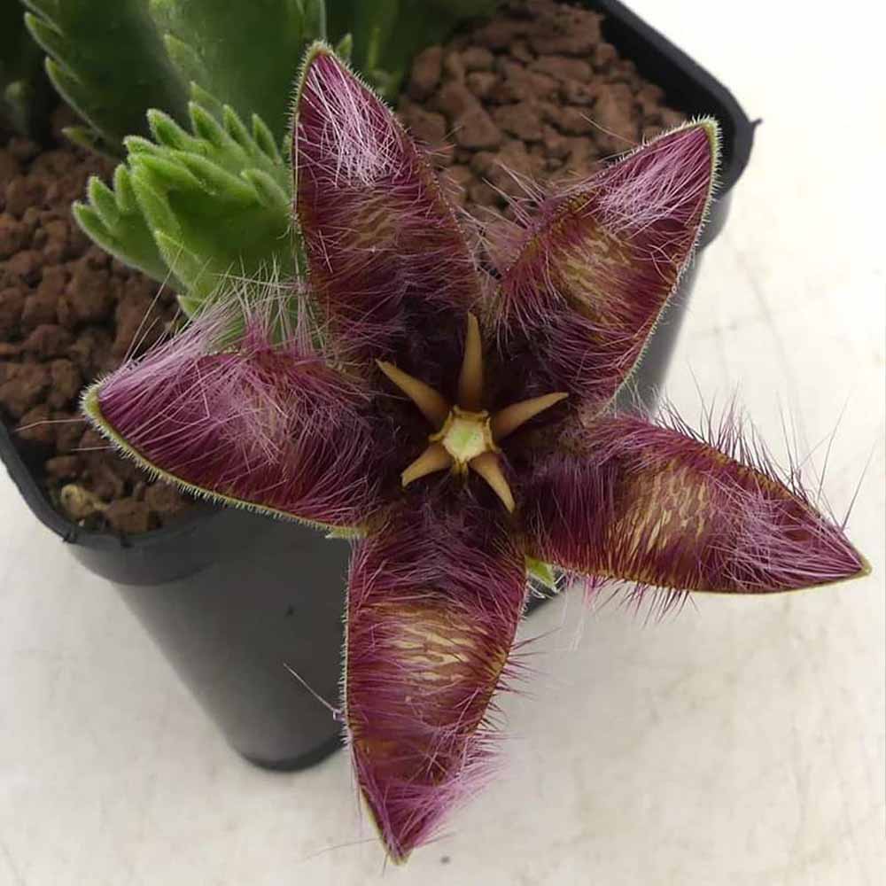 stapelia gettleffii fiore