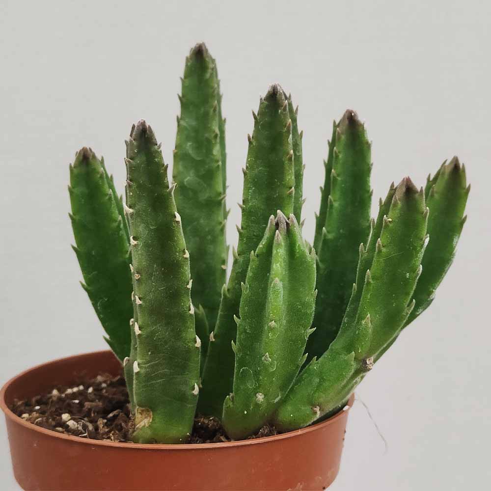 stapelia gettleffii