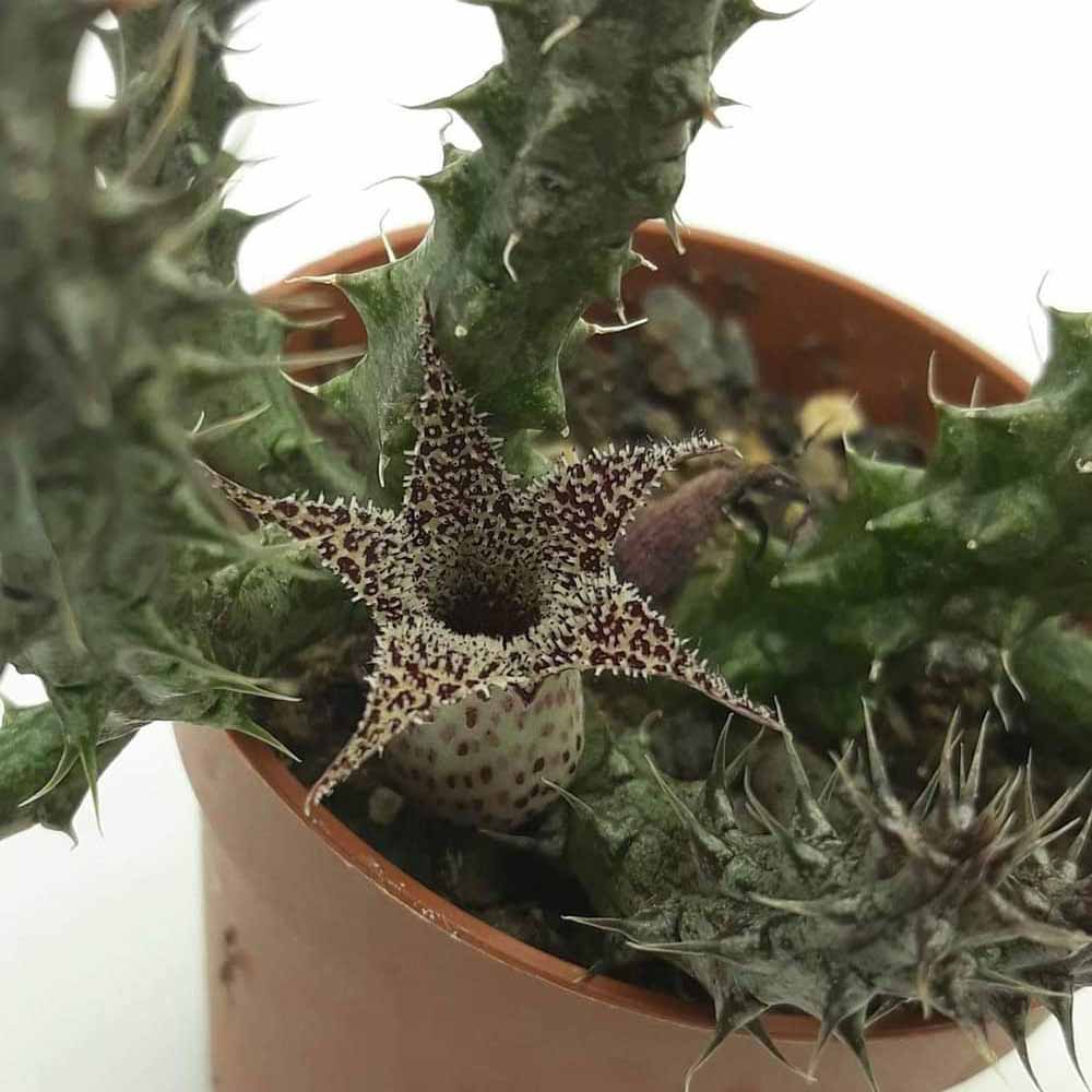 stapelianthus fiore