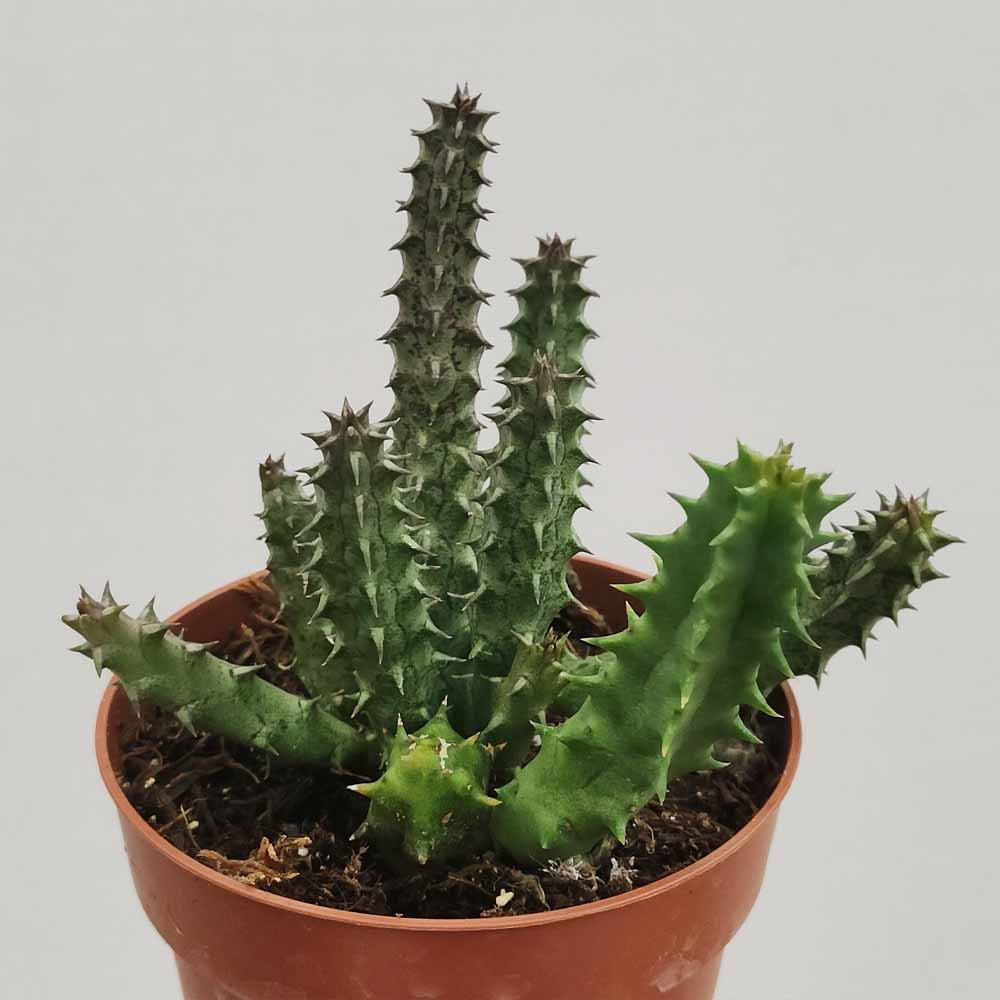 stapelianthus