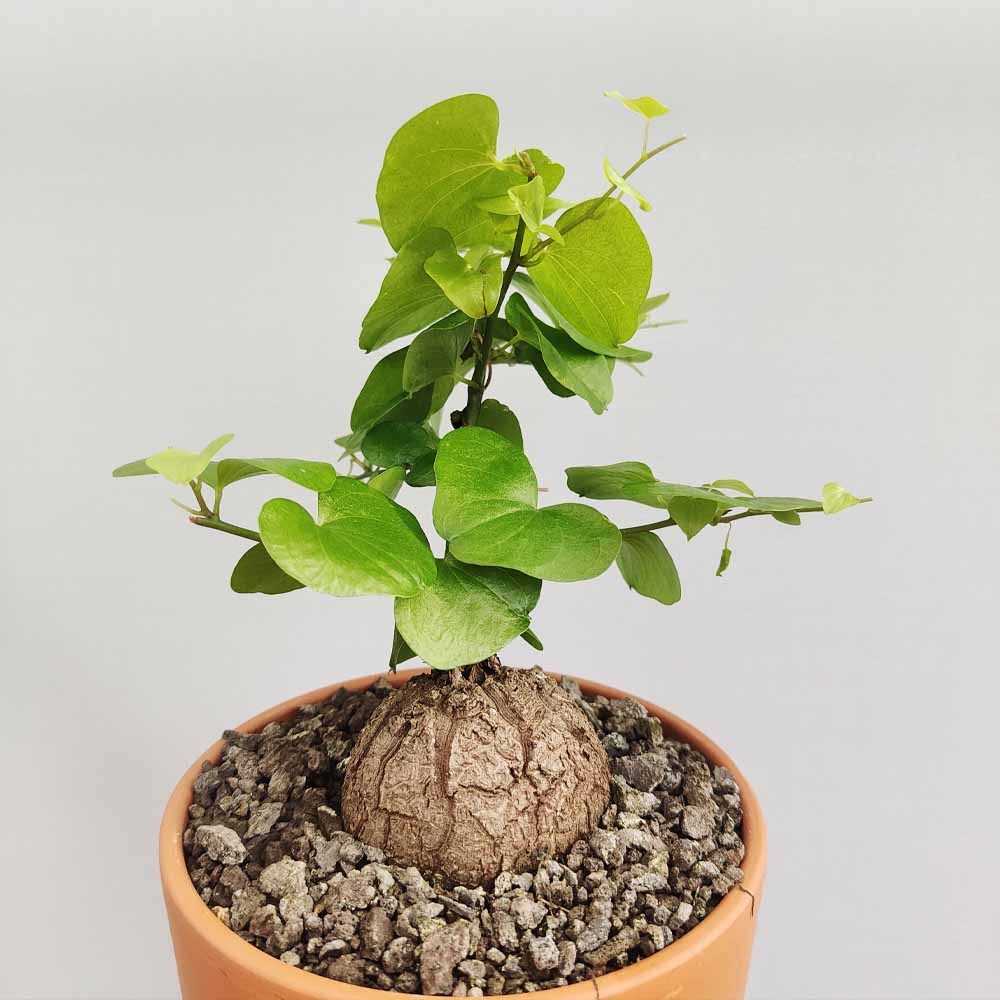 testudinaria elephantipes