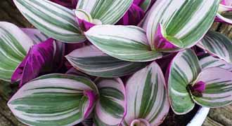 tradescantia banner
