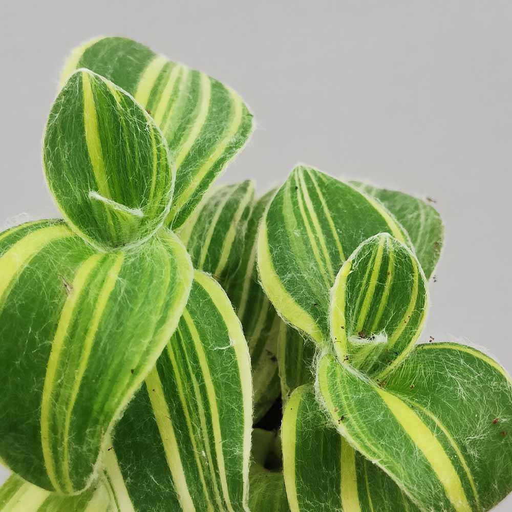 tradescantia sillamontana variegata