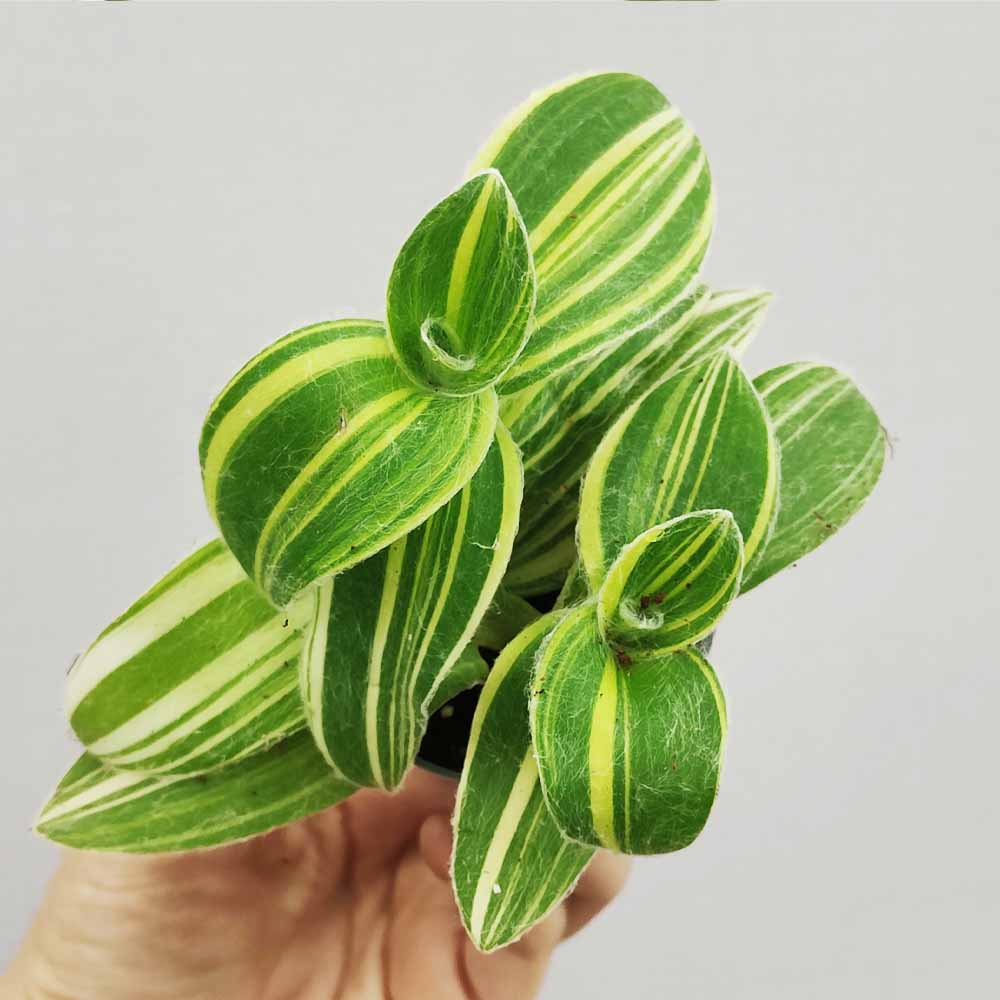 tradescantia sillamontana