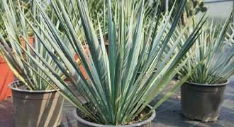 yucca banner