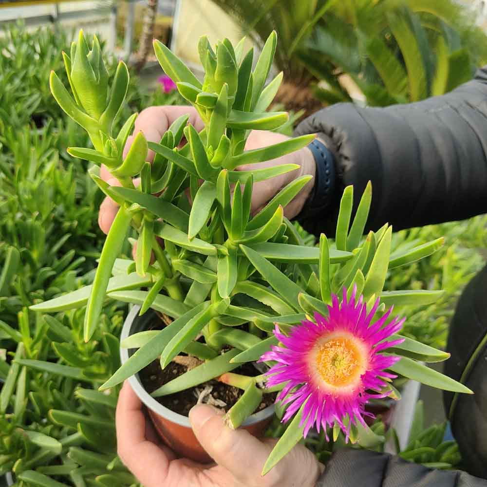 Carpobrotus chilensis pianta