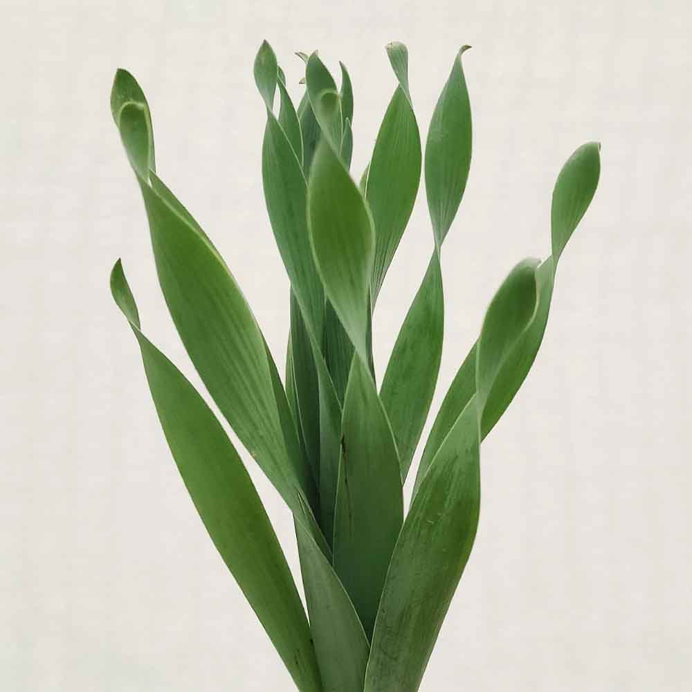albuca concordiana pianta