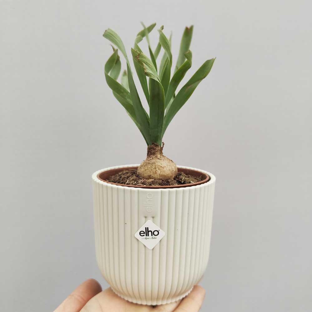 albuca concordiana vaso bianco