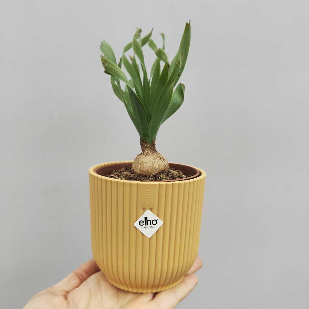 albuca concordiana vaso giallo