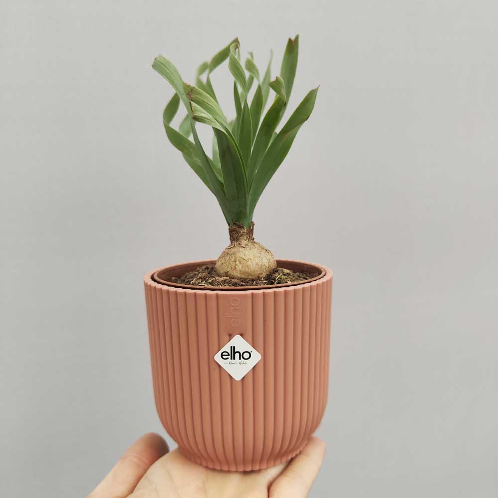 albuca concordiana vaso rosa