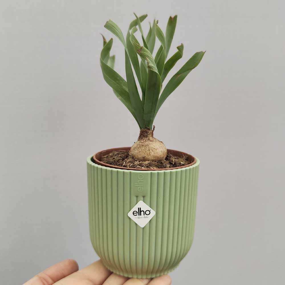albuca concordiana vaso verde