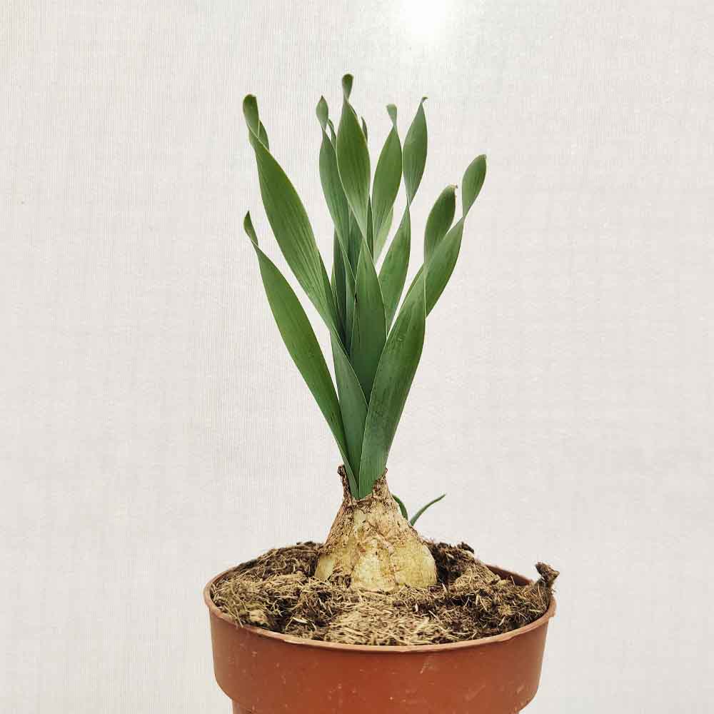 albuca concordiana