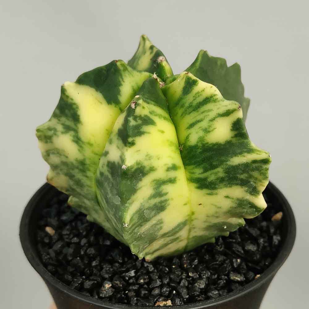 astrophytum variegato x kikko
