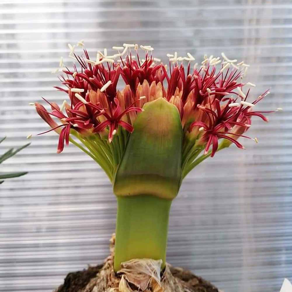 boophone disticha FIORE