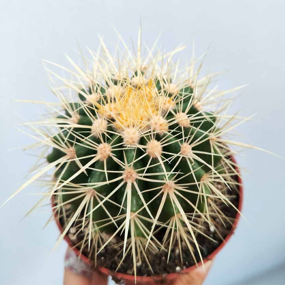 echinocactus grusonii pianta grassa