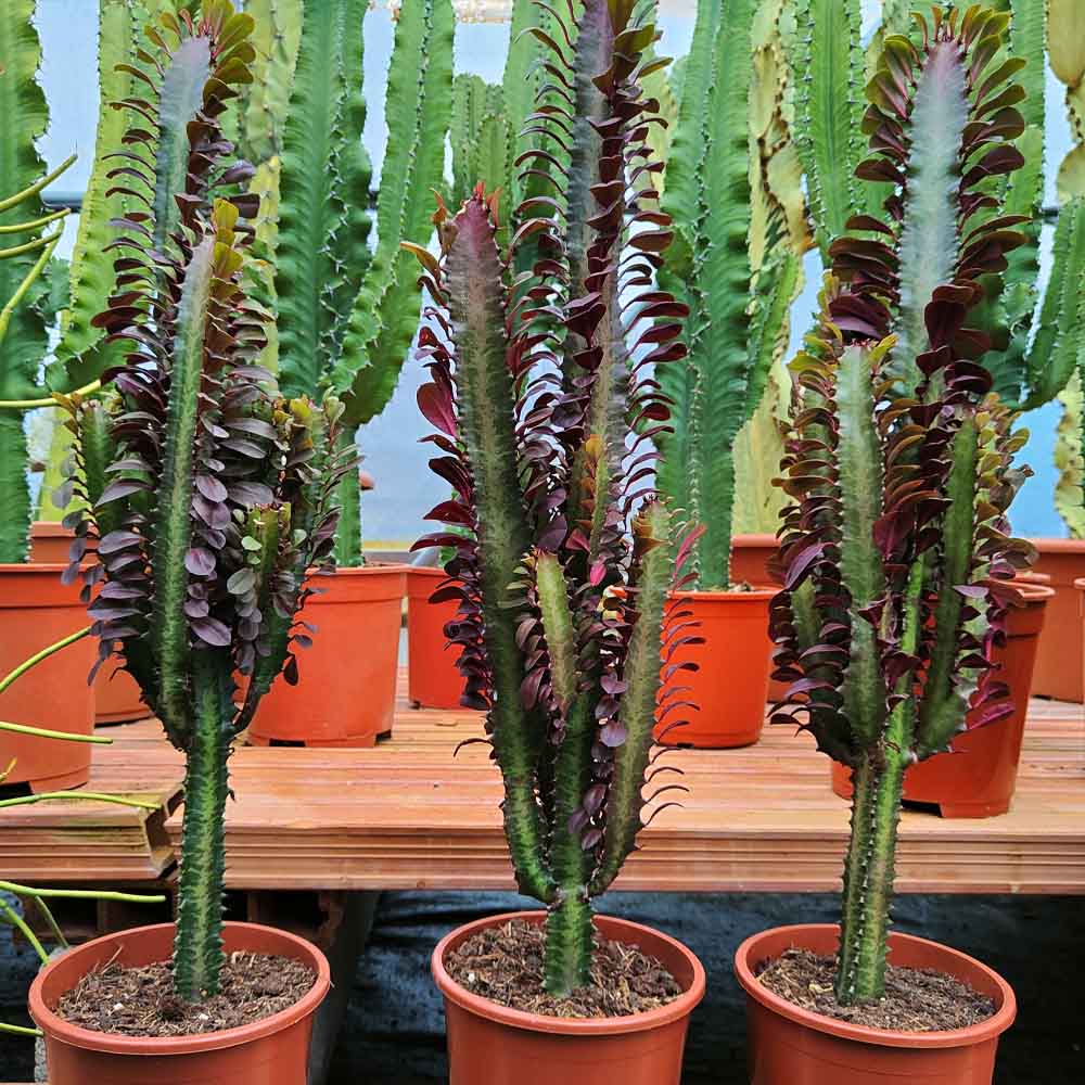 euphorbia trigona rubra