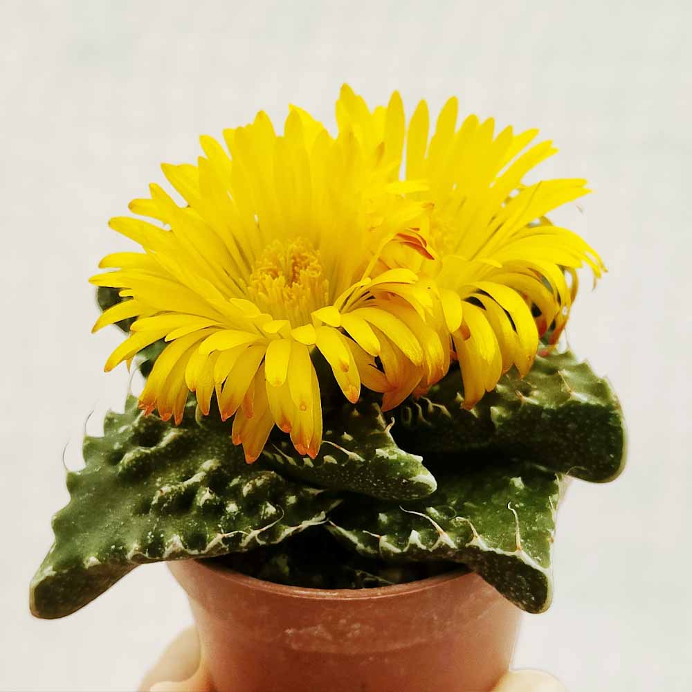 faucaria fiori