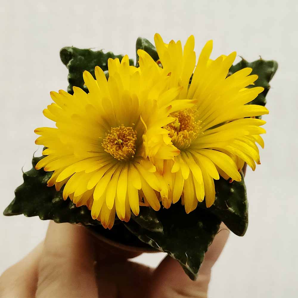 faucaria