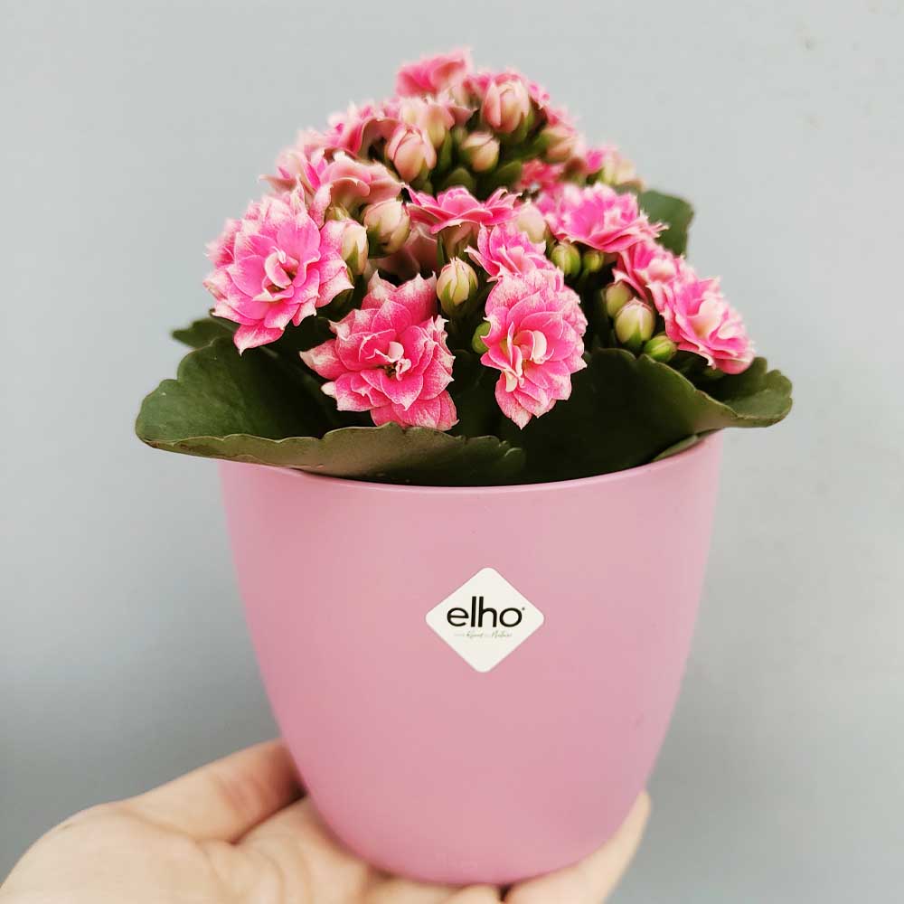 kalanchoe blossfeldiana rosa DECOR