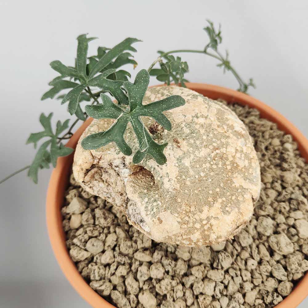 kedrostis africana pianta