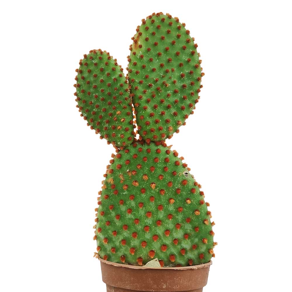 opuntia rufida
