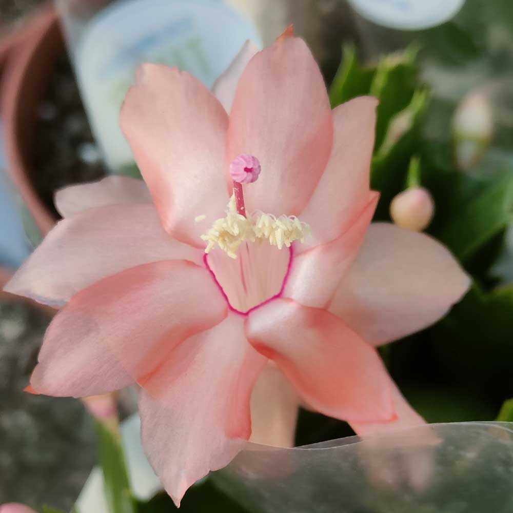 schlumbergera orange christasalmone