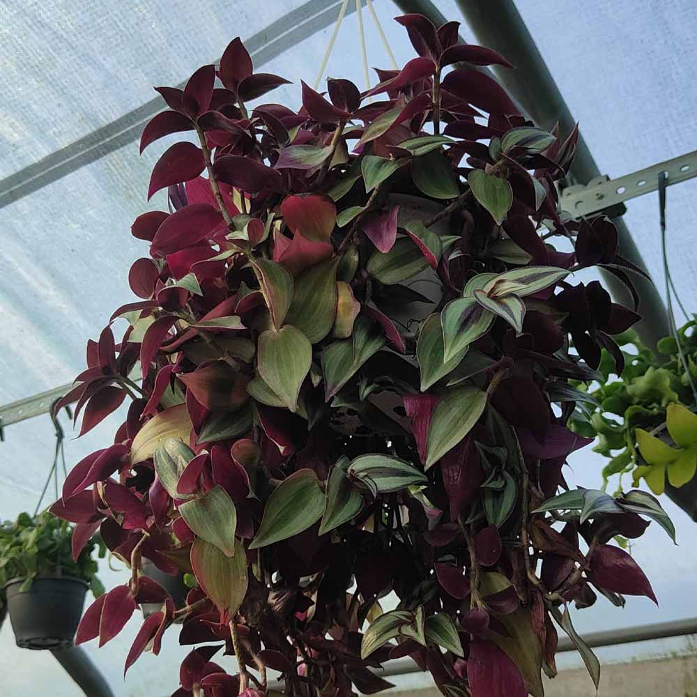 tradescantia zebrina purpusii XL piamta