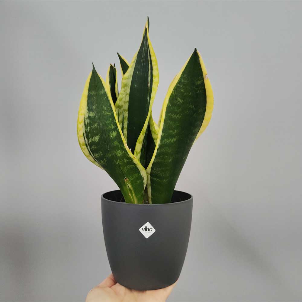 Sansevieria 'Jade Dwarf' vaso antracite