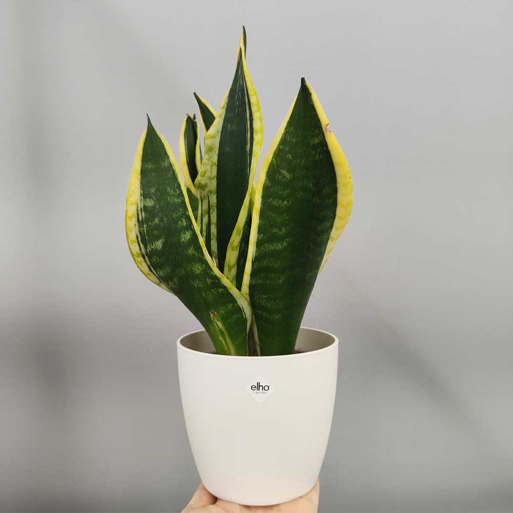 Sansevieria 'Jade Dwarf' vaso bianco