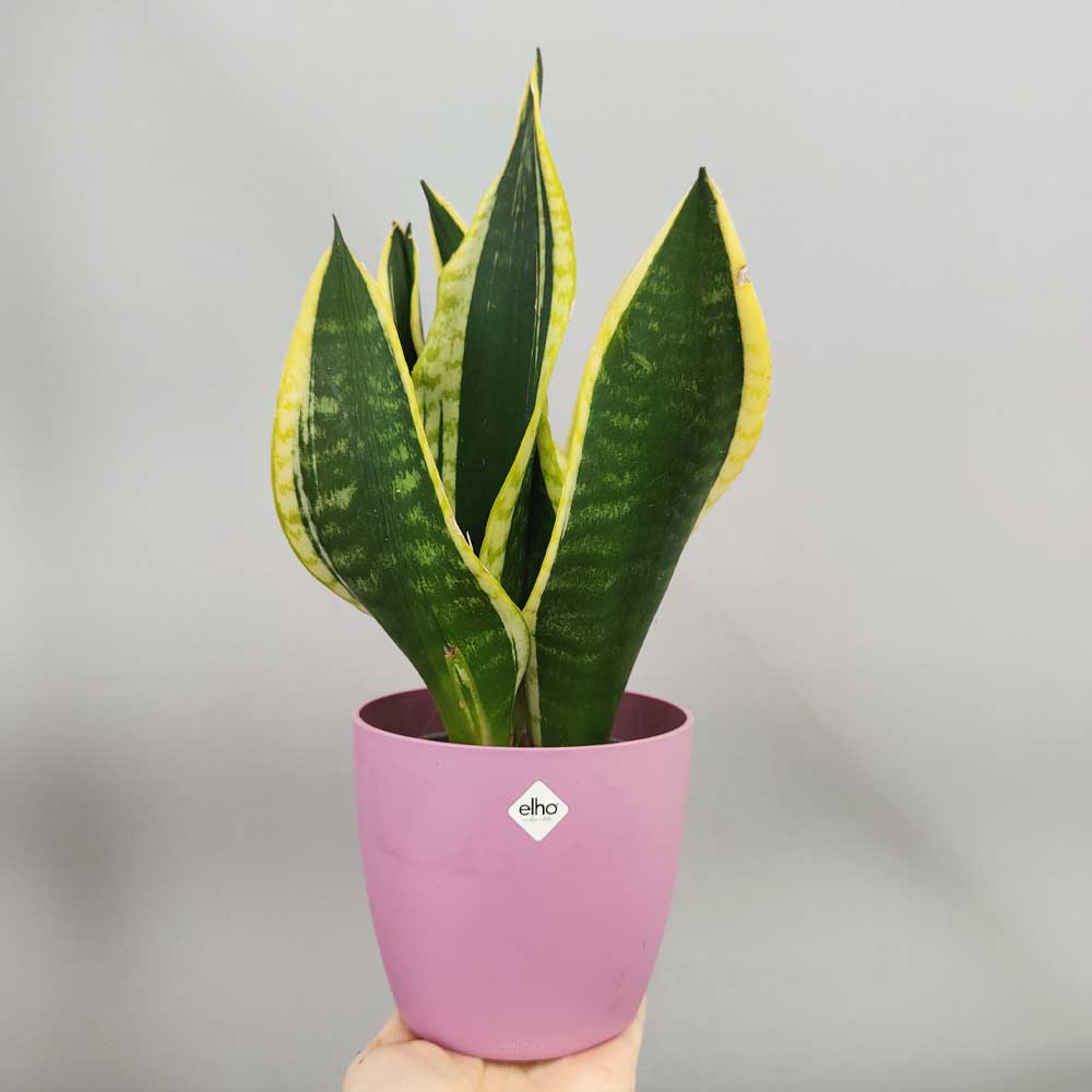 Sansevieria 'Jade Dwarf' vaso rosa