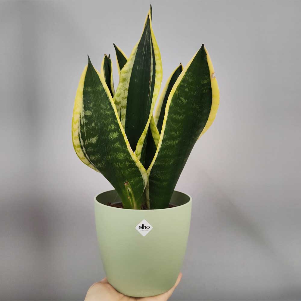 Sansevieria 'Jade Dwarf' vaso verde