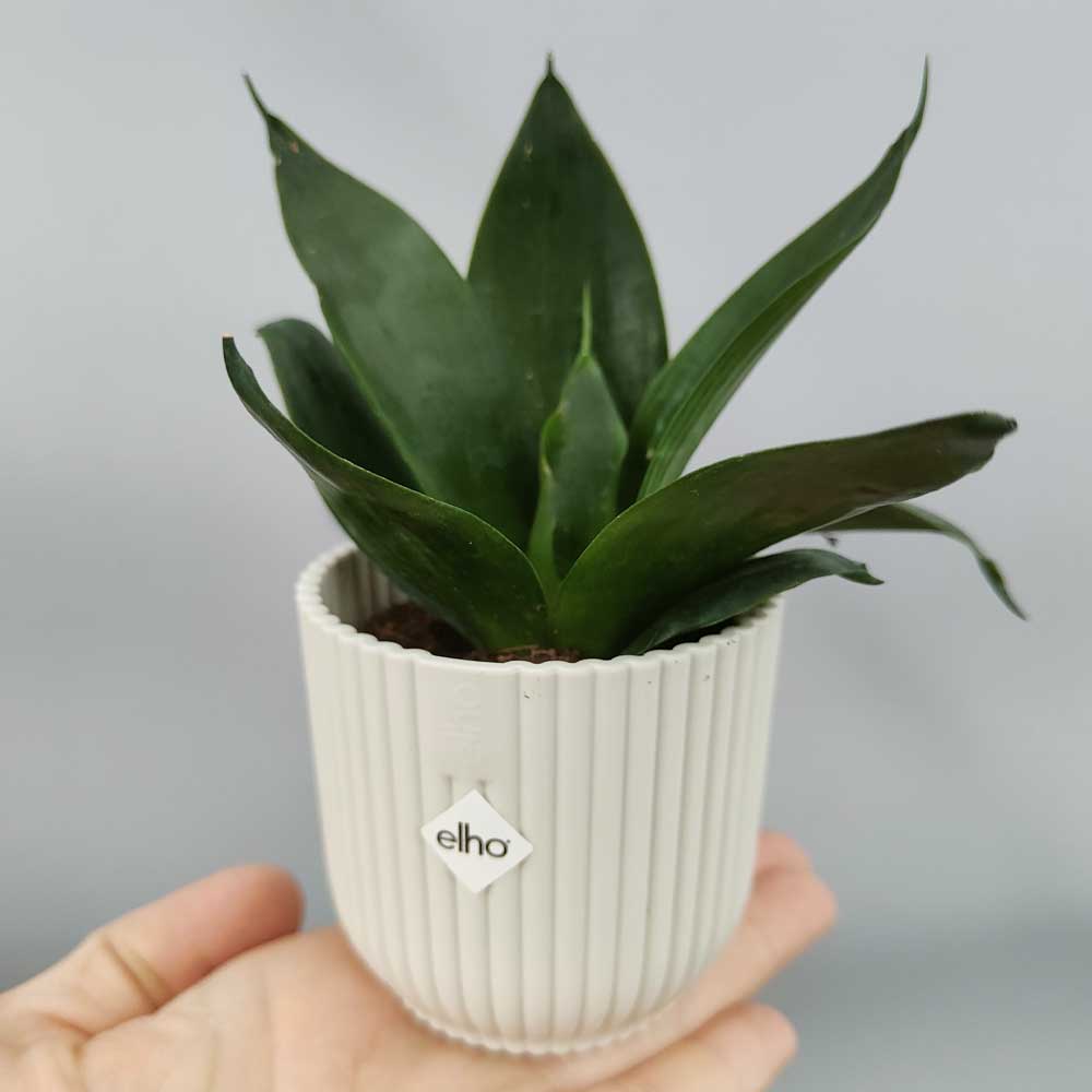 Sansevieria hahnnii “black jade” vaso bianco
