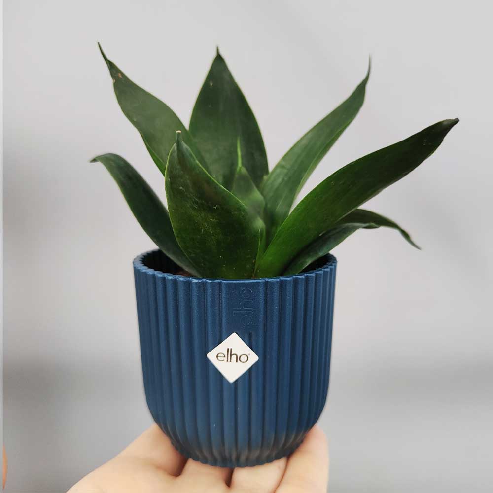 Sansevieria hahnnii “black jade” vaso blu